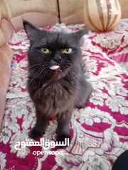  3 قط بيرشن انثى حامل