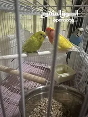  2 2 budgies and one lovebird un-taimed