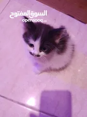  5 قطط شانشيلا كتن