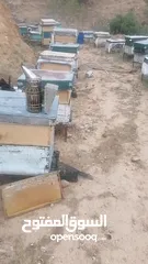  24 موسم 2025 سعر خاص للتجار و للكميات من عسل وشمع علب وبراويز كامله من مناحل عسل مملكة النحل