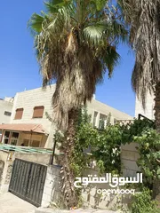  6 شجر نخيل زينه