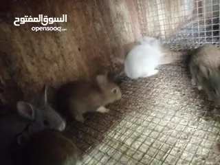  21 متوفر لزبائنها الكرام / زغاليل بلدي للاكل/ حمام فرنسي للذبح / ارانب نخب اول التفاصيل بالوصف