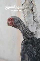  2 متاح جاجه ألماني بصلاة على النبي بتبيض