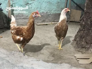  5 دجاج عرب اصلي