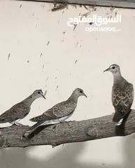  3 حمام للبيع