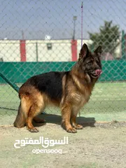 3 جيرمن شيبرد