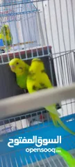  7 كوكتيل روز وحب