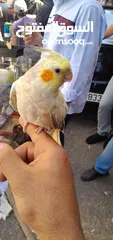  1 كوكتيل اليف