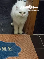  2 قط شيرازي للتبنى ( Male Persian cat for adoption