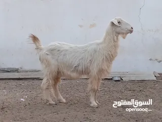  3 شاه من الحلال الجامودي الاصلي ما شاء الله