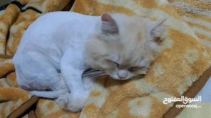  4 قط للتبني ذكر عمر 9 شهور