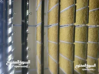  24 استنبات شعير  شعير مستنبت Sprouted   صواني استنبات شعير Barley germination barley