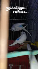  1 طيور حب للبيع