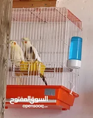  4 كنار جلستر حبه طخمه و طيور مينا وجوز كوكتيل