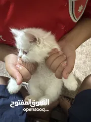  2 قطط للبيع العمر تقريبا 40 يوم