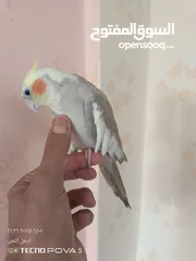  7 طائر كوكتيل اليف 100% مع قفص كاسكو