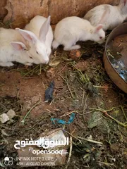  4 أرانب نخب للبيع العدد 22
