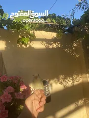  5 أنثى روز أليفه للبيع