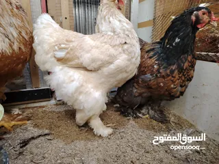  8 باكستاني، براهما، امهات لاحم فرخات عمر 3 شهور  صوص باكستاني حر  ديوك باكستاني خط أول و فرخات شغالة