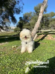  4 … Maltese للبيع