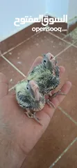  3 فــــــراخ روز وفــــــراخ كوكتيـــل للـــزق اليــــدوي