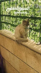  4 قطة للبيع في المرقب