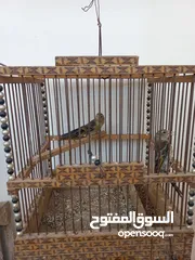  1 فراخ بندوق حسون للبيع