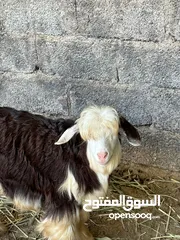  3 اغنام من فصيله الرحوب اصل