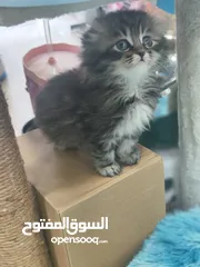  3 قطط إسكتلندية  العمر 55 يوم ، شوف الريلز والعرض السفاح اذا مش كامل حاكيني لابعتلك العرض