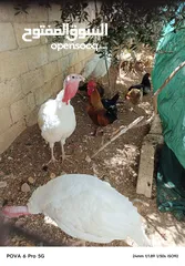  10 حبش ابيض للبيع