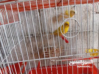  1 والأنثى ليموني معبيه مع قفص 3 معالف   مخلف كنار أنثى ليموني عمر 5 أشهر مع قفص السعر 15 بدون قفص.