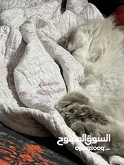  4 قط شانشيلا ذكر معقم للبيع ......قط للبيع