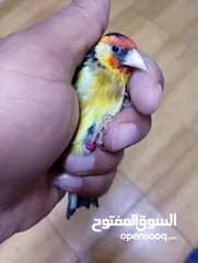  6 حسون كلاسك اصفر مايور حجل 24