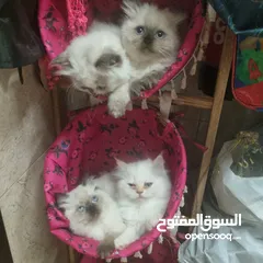  5 قطط هملايا