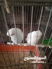  6 متاح جوز شغال موجود في طبربور سعرهن 20 من الاخر