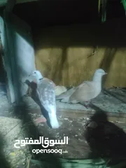  4 6جواز حمام  للبيع