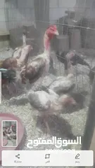  6 دجاج بكستاني