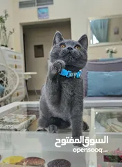  10 amazing britishshorthair ,vaccinated with passport & all tools ,