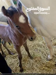  8 مهر عربي اصيل مع اوراق مواليد شهر 4/2025