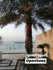  27 لتنظيف النخيل والواشنتونيا والاهتمام بالحدائق والثمار بكافه انواعها