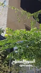  1 بيت للأيجار