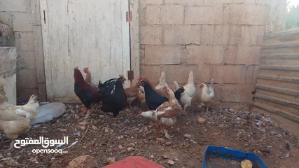  4 11 جاجه وديك نخب النخب
