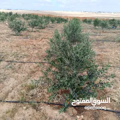  7 ارض للبيع  في الجميل أم رصاص    دنوم 8بسعر مغري