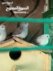  1 حمام ماسي الملكي أجواز