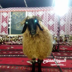  21 خيم شعر تراثيه