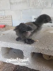  3 دجاج براهما كوشن عملاق
