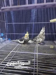  3 طيور للبيع بزارات كوكتيل +طيور حب 