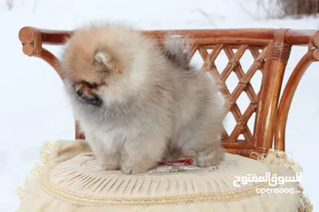  1 Pomeranian puppy
