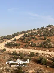  7 للبيع ثلاث ونصف دنم منطقة نادرة شرق جرش مشجرة زيتون على ثلاث شوارع