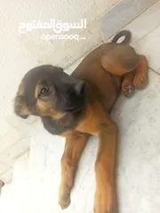  5 Female short hair German Shepard puppy